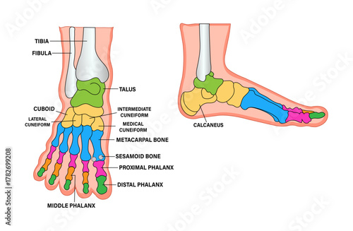 Human Foot Bones Vector – Forefoot, Phalanges, and Metatarsals Anatomy