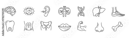 Human organs line icon set. Editable outline body parts, brain, eye, kidney, tooth, muscle, nose, dna, and more. body parts related icons. Vector illustration