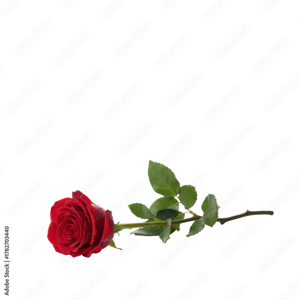 Naklejka premium Elegant single red rose lying horizontally with its stem and leaves on a clean backdrop