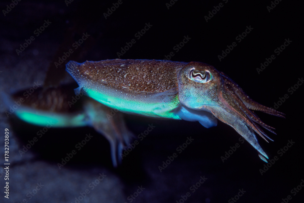 Fototapeta premium Beautiful, brightly colored Cuttlefish swimming underwater at night