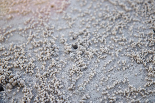 Close-up of tiny sand balls or pellets created by sand bubbler crabs on a tropical beach. Natural abstract pattern on the sand surface during low tide. Unique coastal ecosystem texture showing crab bu