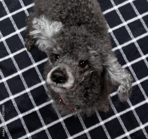 black with ash color poodle on a black background