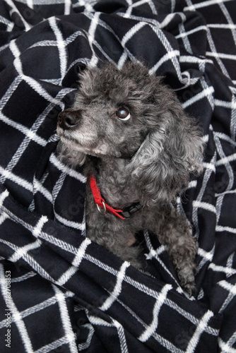 black with ash color poodle on a black background