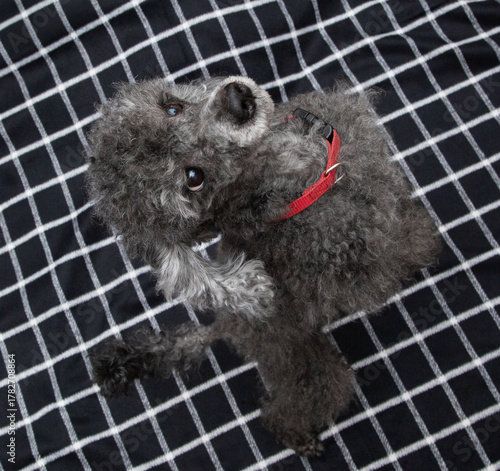 black with ash color poodle on a black background