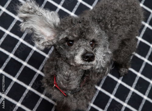 black with ash color poodle on a black background