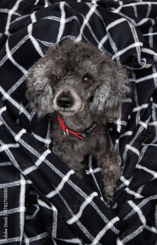 black with ash color poodle on a black background