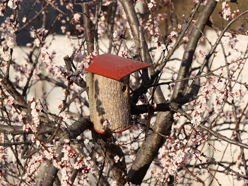 Birdhouse on a flowering apricot. A house for birds arriving in the spring from the warm edges. Caring for feathered friends and nature. Woodwork for wild birds. Helping a person in need. Spring
