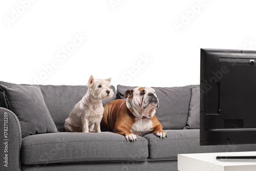 Wallpaper Mural Funny english bulldog and westie terrier sitting on a sofa and watching tv Torontodigital.ca