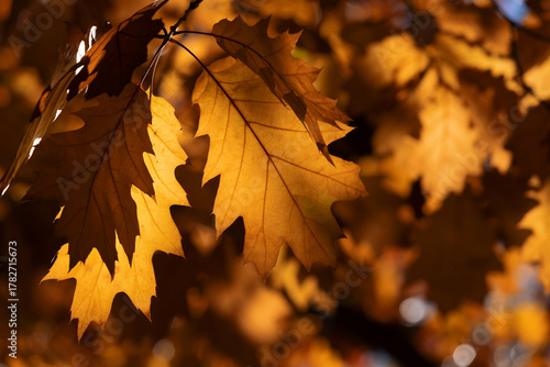 Vivid close-up of yellow autumn leaves illuminated by sunlight, creating a wa...