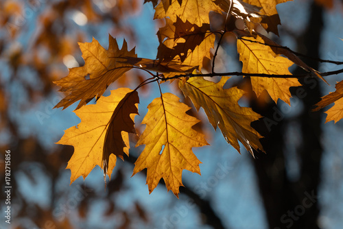 Golden autumn leaves cling to a branch, bathed in warm sunlight. The vivid or...