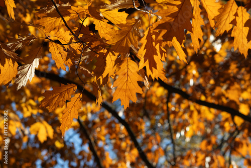 Golden autumn leaves cling to a branch, bathed in warm sunlight. The vivid or...