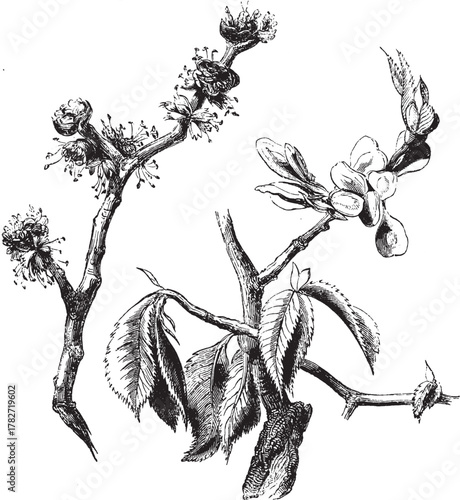 Flowers and Seed-Vessel of Wych Elm. Hand Drawn Natural Tree Branch.