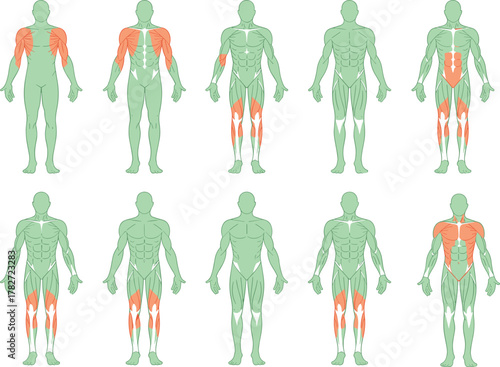 Muscle anatomy vector illustration showing highlighted muscle groups of the human body used in exercise, fitness, strength training, and anatomy education design