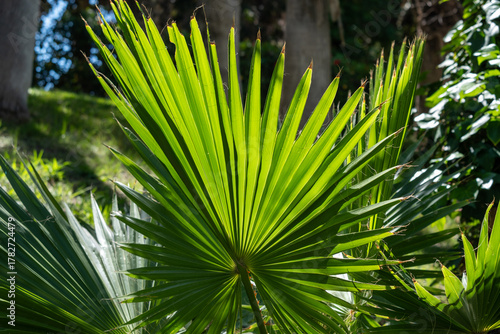 Obraz na plátně Vibrant green palm frond in sunlit forest setting