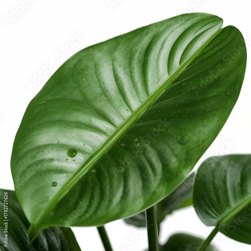 Close Look at Green Monstera Plant Leaf Highlighting Its Texture and Shine