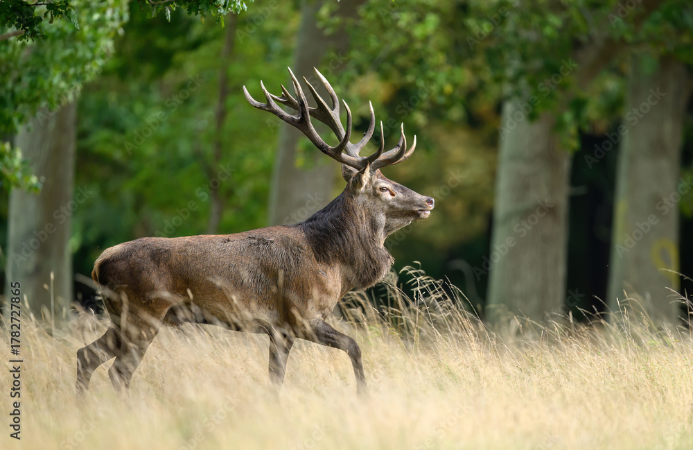 Obraz premium Deer male buck ( Cervus elaphus ) during rut