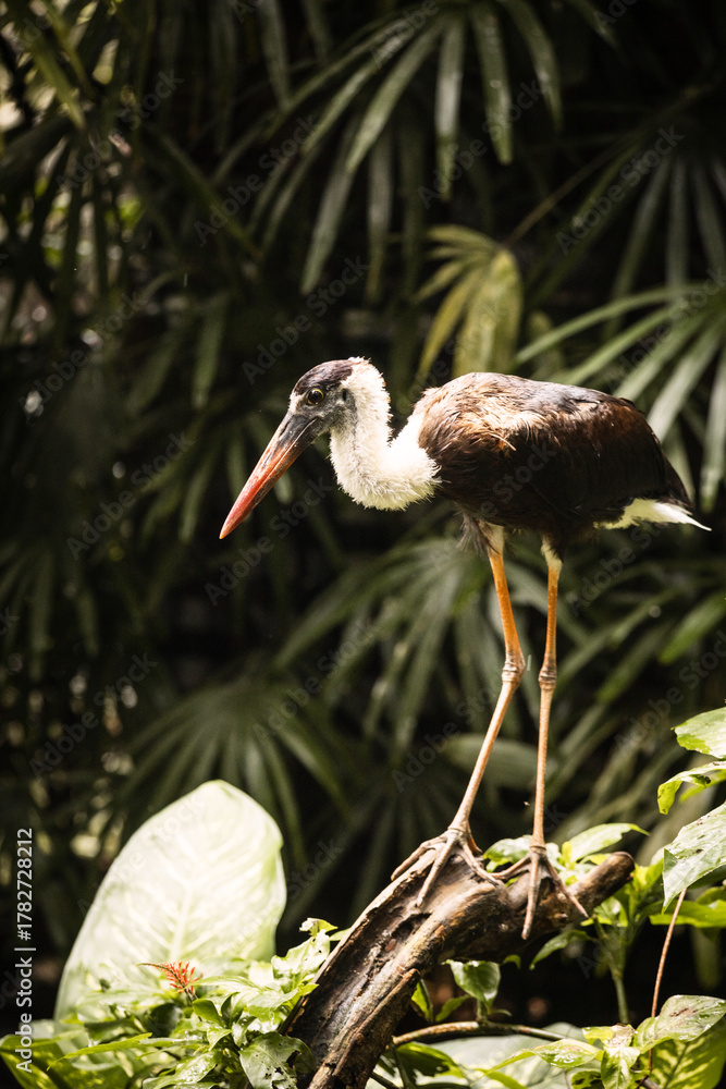 Naklejka premium bright, beautiful crane in nature in the zoo on a summer day 