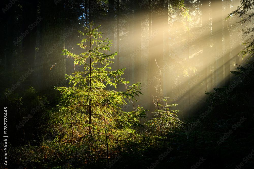 Obraz premium Beautiful sunny morning in green forest