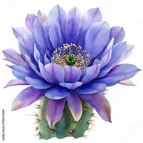 watercolor vector of Parodia Flower, isolated on a white background.