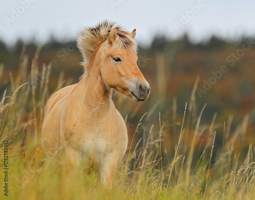 Schilderij op canvas Norwegian Fjord Horse (Equus ferus caballus) adult close-up on meadow with color
