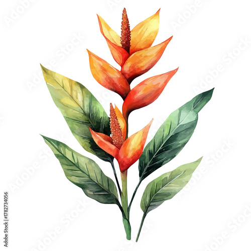 Heliconia Flower, watercolor painting vector, isolated on a white background.