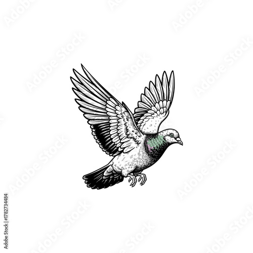 Pigeon Engraving Illustration, drawn in an engraved, woodcut style with fine details sketch engraving vector illustration. Scratchboard imitation. Black and white image. flat vector