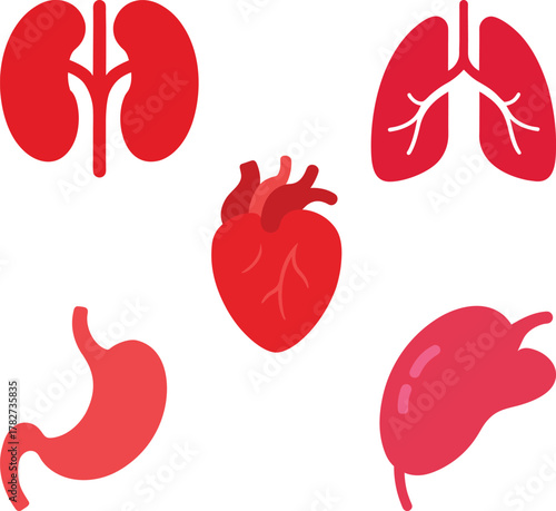 vector illustration of a set of different parts of th human body