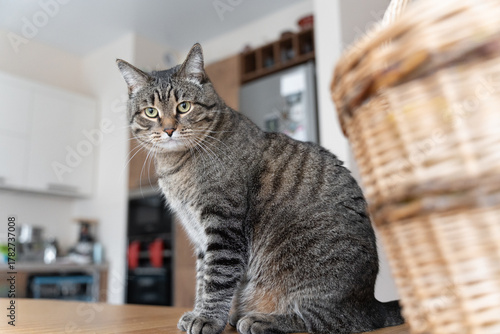 Tabby cat sitting on a wooden table in a cozy home kitchen interior.