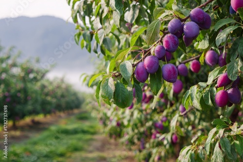 Close-up of ripe plums on a tree branch in an orchard, ready to harvest, with green foliage and a blurred background featuring rows of plum trees and distant hills.