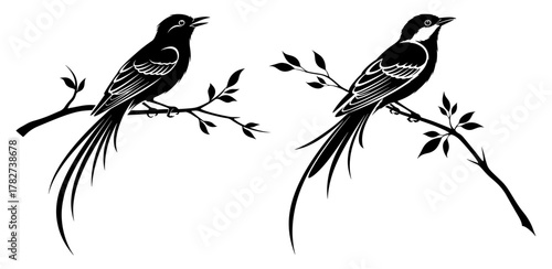 Two elegant longtailed birds perched on branches, a captivating black and white vector illustration