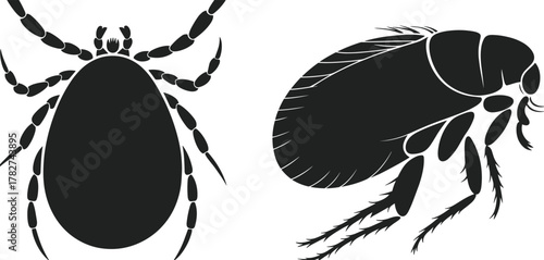 Tick and flea silhouette comparison – black vector illustration of parasitic insects with anatomical details for entomology, pest control, and science education themes