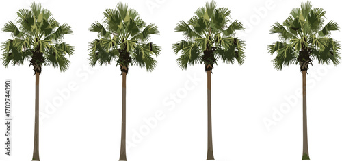 Tropical palm trees isolated on white background, perfect for summer design themes, beach scenery illustrations, travel posters, exotic landscapes, vacation concepts, and decorations