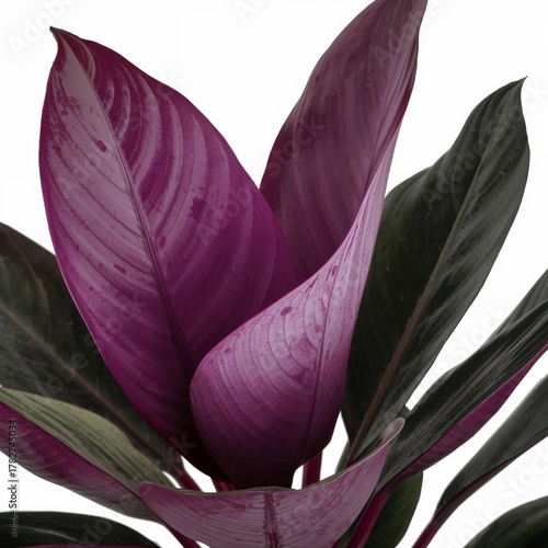 Colorful Purple and Green Plant Leaves Close up With Glossy Texture Indoors