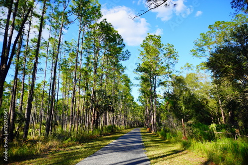 Flatwood park trail and tree in Tampa, Florida