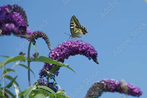 Old World Swallowtail or common yellow swallowtail (Papilio machaon) sitting on summer lilac in Zurich, Switzerland