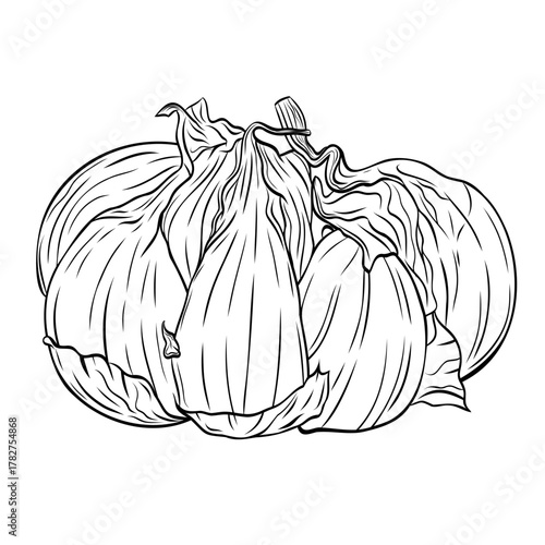 Monochrome botanical fragrant spice drawing of head of garlic isolated on white background. Graphic hand drawn ink black and white vector. Good for cooking, medicinal, tea, and garden beauty