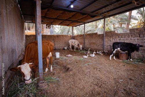 Cows and ducks in a rustic barn setting