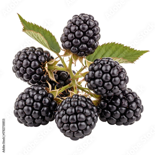Wallpaper Mural Cluster of ripe blackberries with green leaves isolated on transparent background Torontodigital.ca