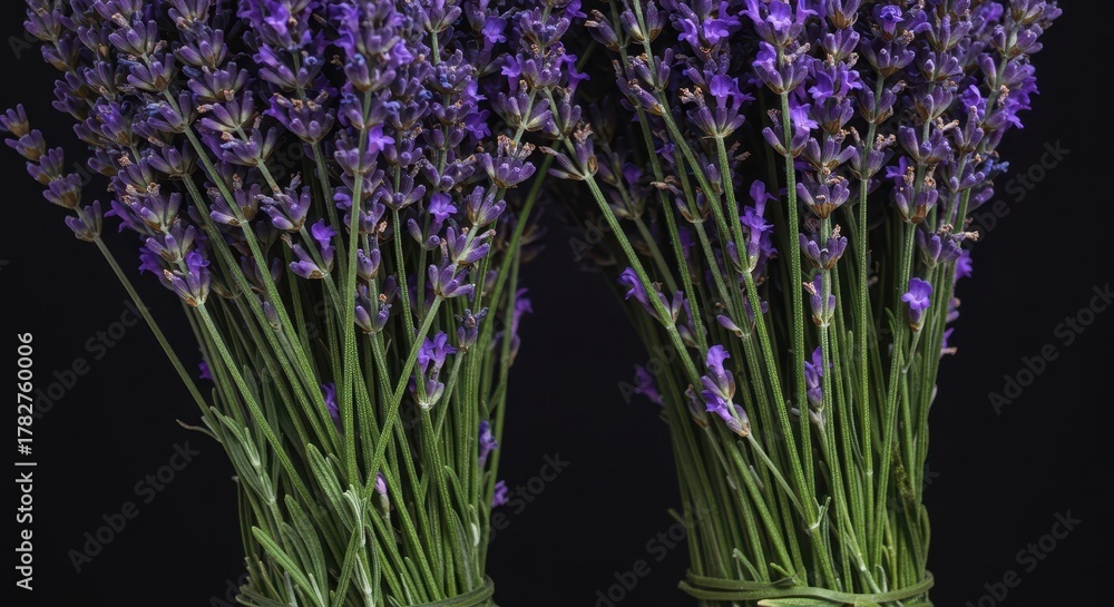 Obraz premium A vibrant close-up of freshly cut purple lavender sprigs gathered tightly. Highlighting the fragrant blossoms and natural beauty of the herb, bouquet, calm, nature
