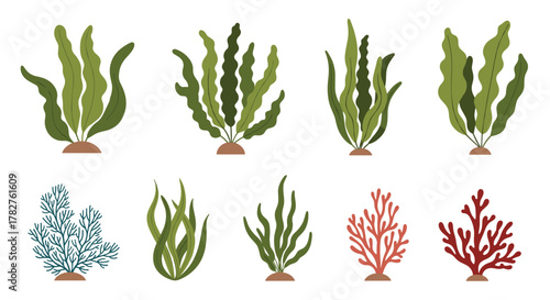 Diverse collection of various underwater seaweed, algae, and coral plants in green, red, and blue, isolated on a clean white background.