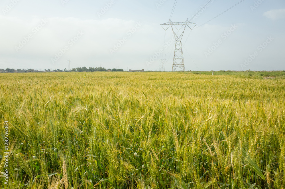 Fototapeta premium photo of wheat fhields in basra
