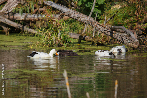Ducks dabbling and foraging for food in green pond