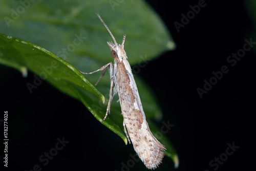 Diamondback moth (Plutella xylostella), sometimes called the cabbage moth. An adult insect on a leaf.
