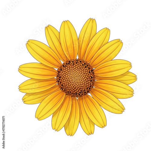 Sunny Yellow Flower Blossom Isolated on White Background