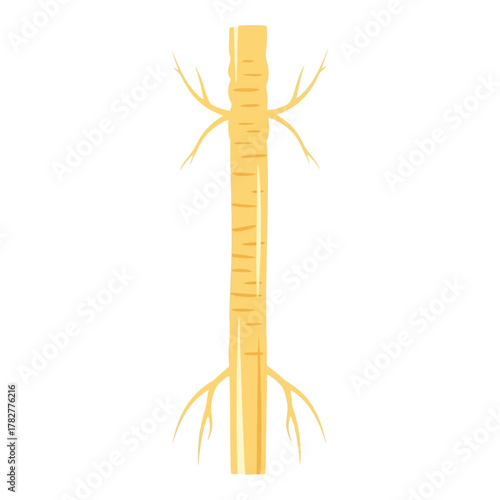 Illustration of a nerve fiber with myelin sheath and axon. Vector Illustrations. EPS Editable