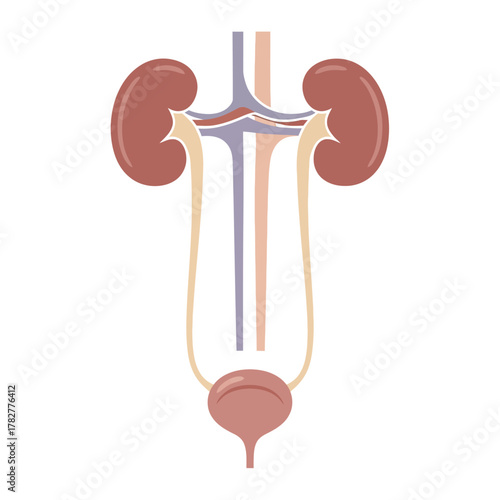 Human Urinary System Anatomy Illustration Kidneys Bladder Ureters 1. Vector Illustrations. EPS Editable