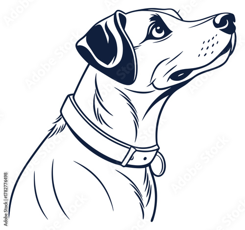 Noble black and white line art dog looking up wearing a collar.Isolated transparent background ( include cut-out PNG file ).