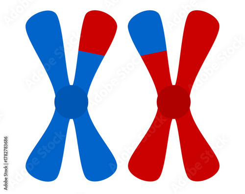 Colorful diagram illustrating homologous chromosomes undergoing genetic crossing over or recombination. Two X-shaped chromosomes with exchanged red and blue segments