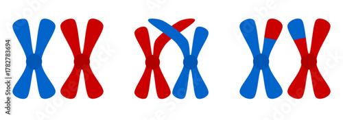 Step-by-step diagram process of genetic recombination and crossing over between homologous chromosomes in meiosis. Exchanging