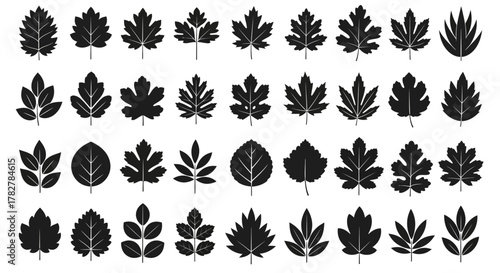 Large set of black vector leaf silhouettes isolated on a white background. EPS Editable